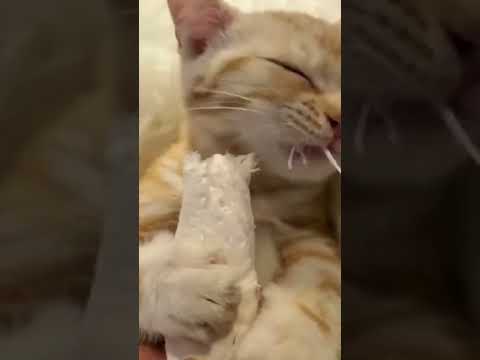 komik kedi videoları
