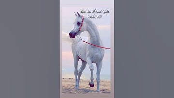 #اذكار_المساء وكان فضل الله عليك عظيما🤎🐴🤎
