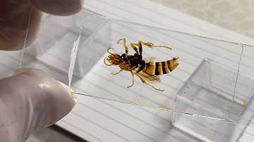 Video 1 of 4. Proper Techniques for Permanent Slide Making of Whole Mount Insects