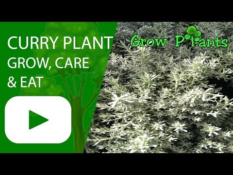 Curry plant - grow, care and eat