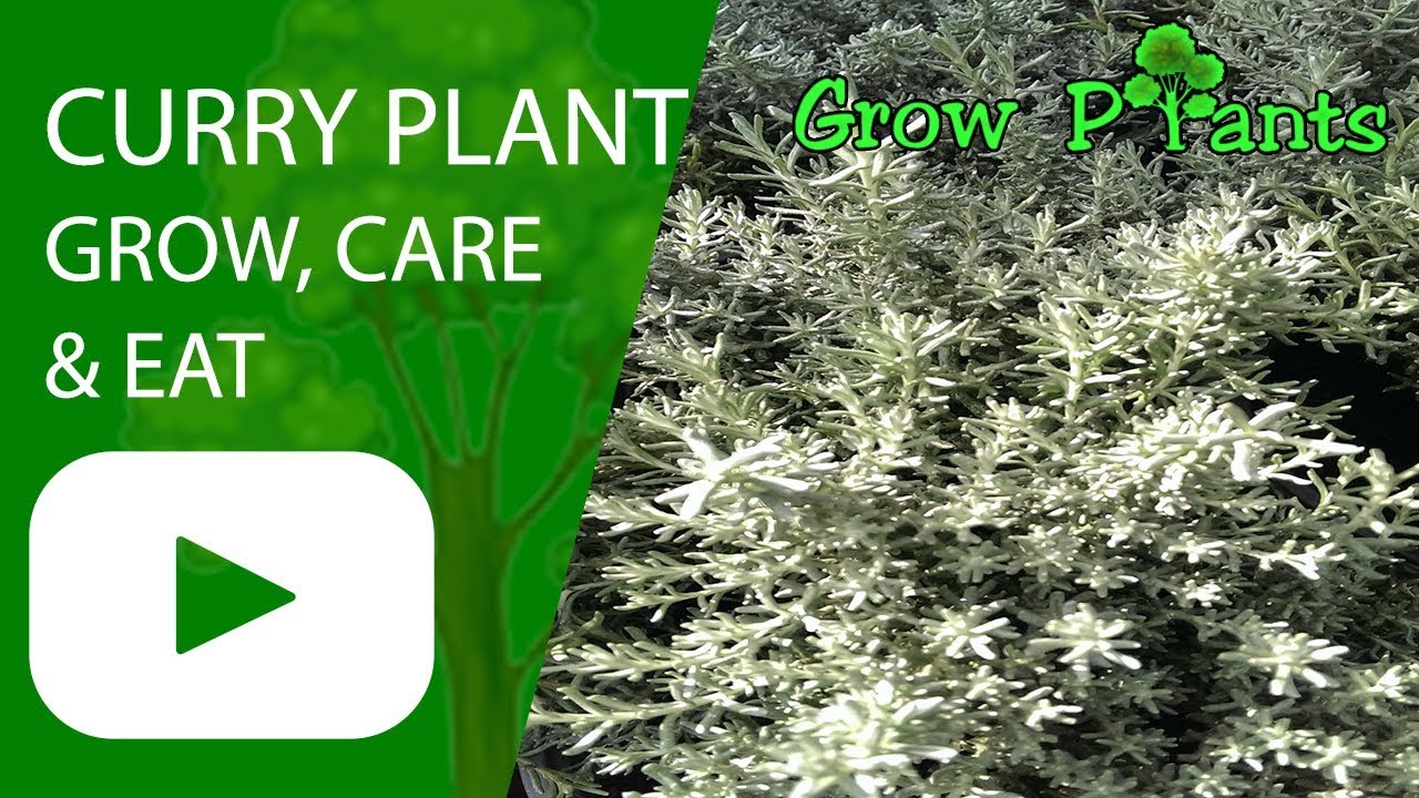 Curry plant grow, care and eat YouTube Curry plant grow, care and eat YouTube