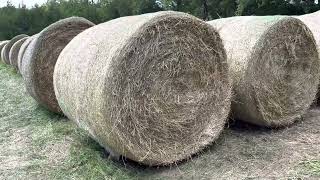 With extreme hay prices, do this to preserve your investment in your stored hay bales.