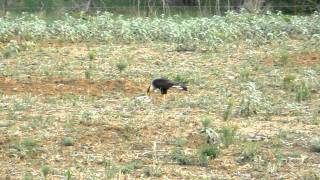 Crested Caracara in Central Texas AKA Mexican Eagle chomping on a rabbit