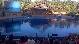 Durban ushaka dolphin show 20150612 1