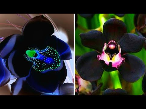 Vídeo: Flores exóticas: beleza e originalidade no lar