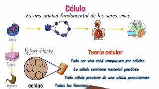 La Célula Clasificación y Estructura