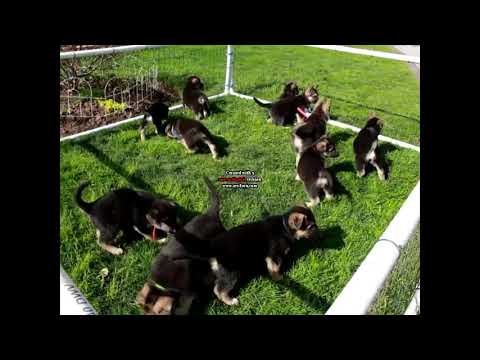 greenfield puppies teddy bear