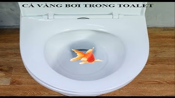 NHẠC CHẾ CÁ VÀNG BƠI FULL (DORAEMON PARODY) #nhacche #cavangboi #doremonche