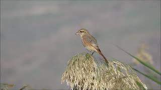 Isabelline shrike - חנקן ערבות