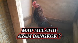 Perawatan harian untuk ayam muda yang baru turun box!!!. 