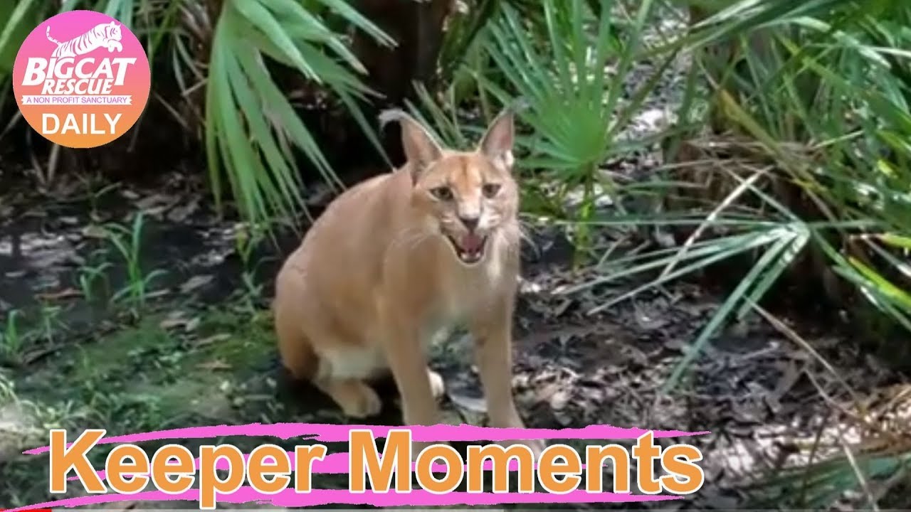 lynxfy Keeper Moments Chaos Caracal Lynx in Funcation 'smiling' for Keeper Marie