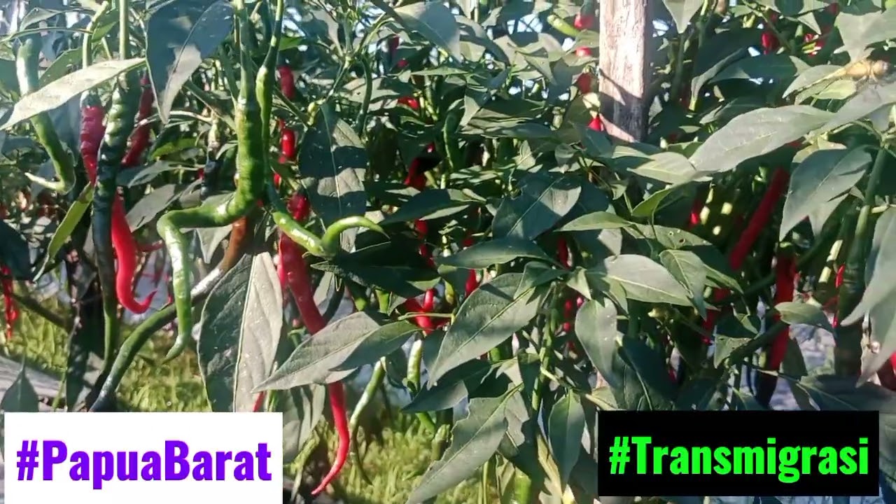 PANEN KE 3 CABAI KERITING. #kehidupanseharihari #wargatransmigrasi #papuabarat 