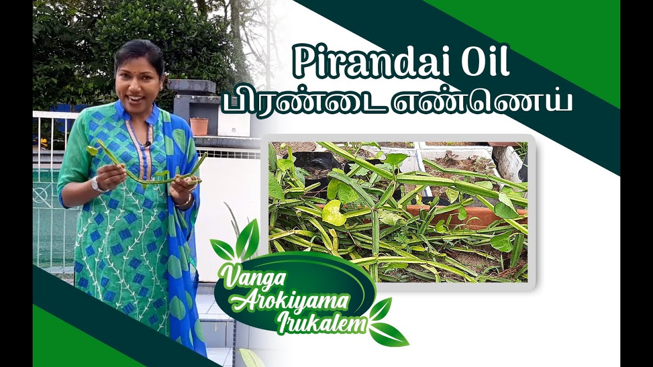 Pirandai Oil பிரண்டை எண்ணெய் How to Make Pirandai Oil & Uses in