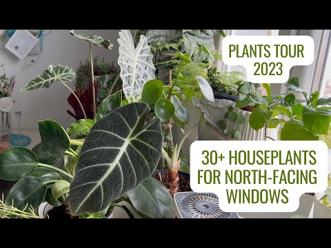 Video: Low Light Indoor Plants: Pinakamahusay na Houseplants Para sa Low Light Area