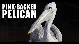 Watch the Pink Backed Pelican at the Cincinnati Zoo