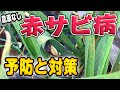 #5.無農薬ニンニク栽培！赤サビの予防・解消のコツ【農薬を使わず有機肥料で予防】家庭菜園