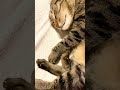#truelove #kitten #cat #compassion #feline #cute #kitty #purr #cutecat #meow #catshorts #catvideos #