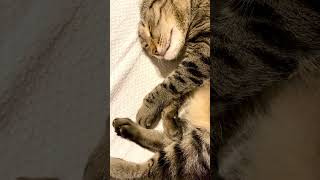 #truelove #kitten #cat #compassion #feline #cute #kitty #purr #cutecat #meow #catshorts #catvideos #