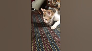 Kitty & Reptile 🦎 #shortvideo #Reptile#funny #studywithmeandmycat