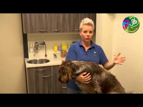 Video: Hoe Een Jeukende Hond Te Behandelen?