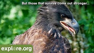 The Eaglet Story: from egg to fledge