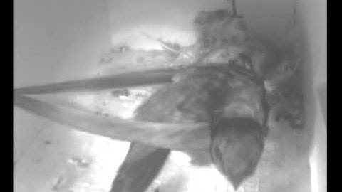 Common Swift feeding young and cleaning nest