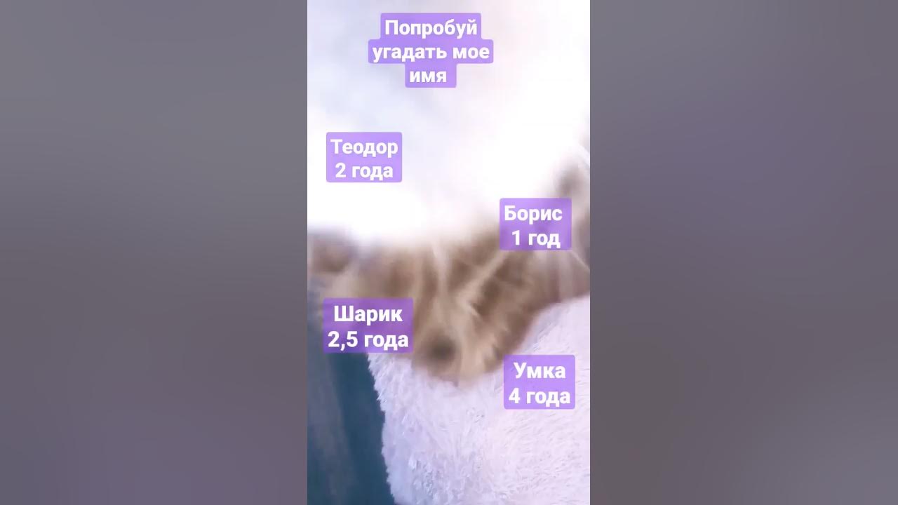 Как меня зовут и сколько мне 👍🐶🐕 - YouTube