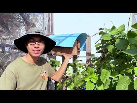 Video: Mẹo Nuôi ong Đô thị: Tìm hiểu về Lợi ích của Nuôi ong Sân sau