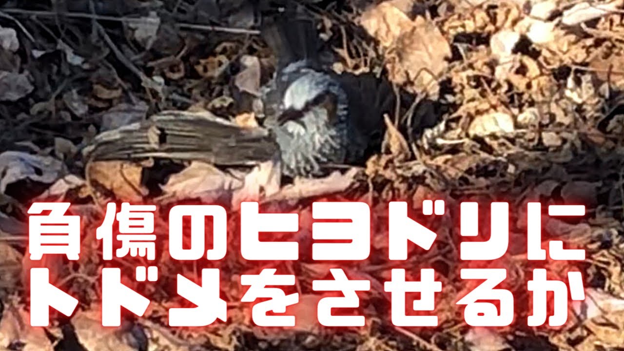 狩猟のリアル 負傷したヒヨドリにトドメをさせるか エアライフルfxcrownで鳥を獲って食べたい