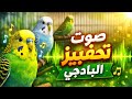 أقوى صوت تحفيز طيور البادجي يزيد التغريد والنشاط 