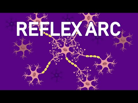 Why Our Reflexes are Automatic and Fast