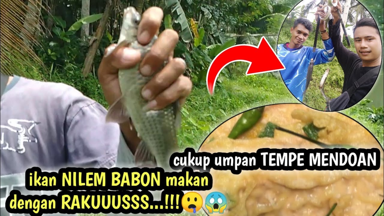 Ini baru umpan jitu buat mancing ikan nilem melem super babon