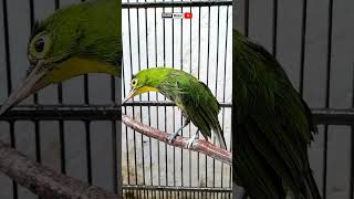 Male Cucak Ijo Kuningan Native To Berau Kalimantan shorts kamiskicau