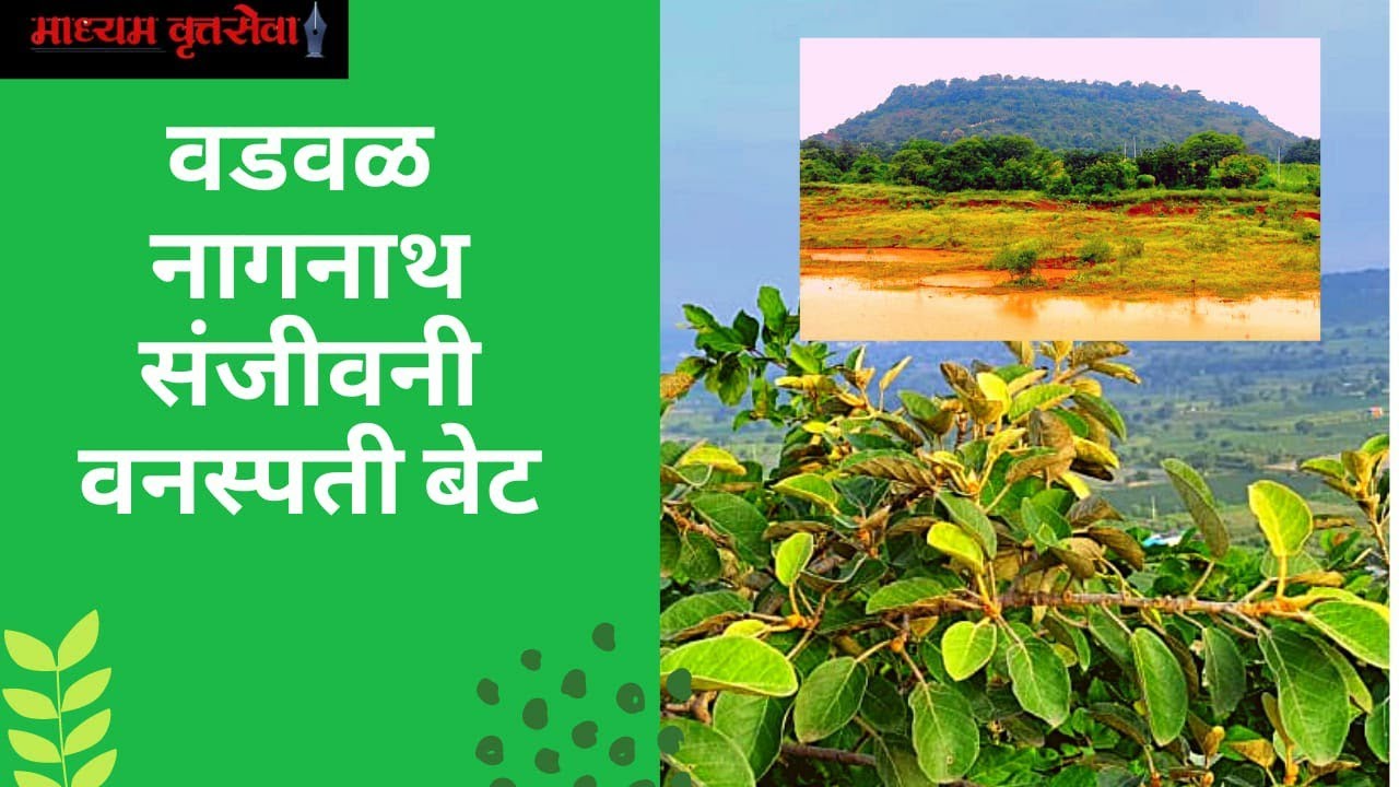 वडवळ नागनाथ येथील संजीवनी वनस्पती बेट  #latur#maharashtra #sahyadri #social#travel