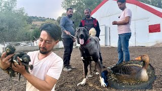 YEMİN EDERİM BÖYLE KÖPEK YOK DEDİ !!! CANKIZ DOĞUM YAPTI/TAVUK İŞİNDEN COK ZARAR ETTİK/KANGAL