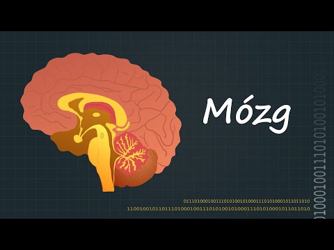Wideo: Jaka Część Mowy Kontroluje Mózg: Kilka Części Mózgu