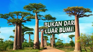 Pohon Terbalik Dengan Usia Ribuan Tahun | Pohon Baobab