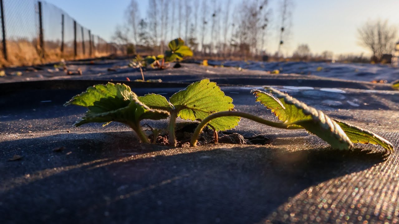 Молода полуниця Весною:Як доглянути,щоб дала Врожай?Досвід 10 років