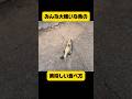 景気が悪いので自給自足をしよう#shorts #バス釣り