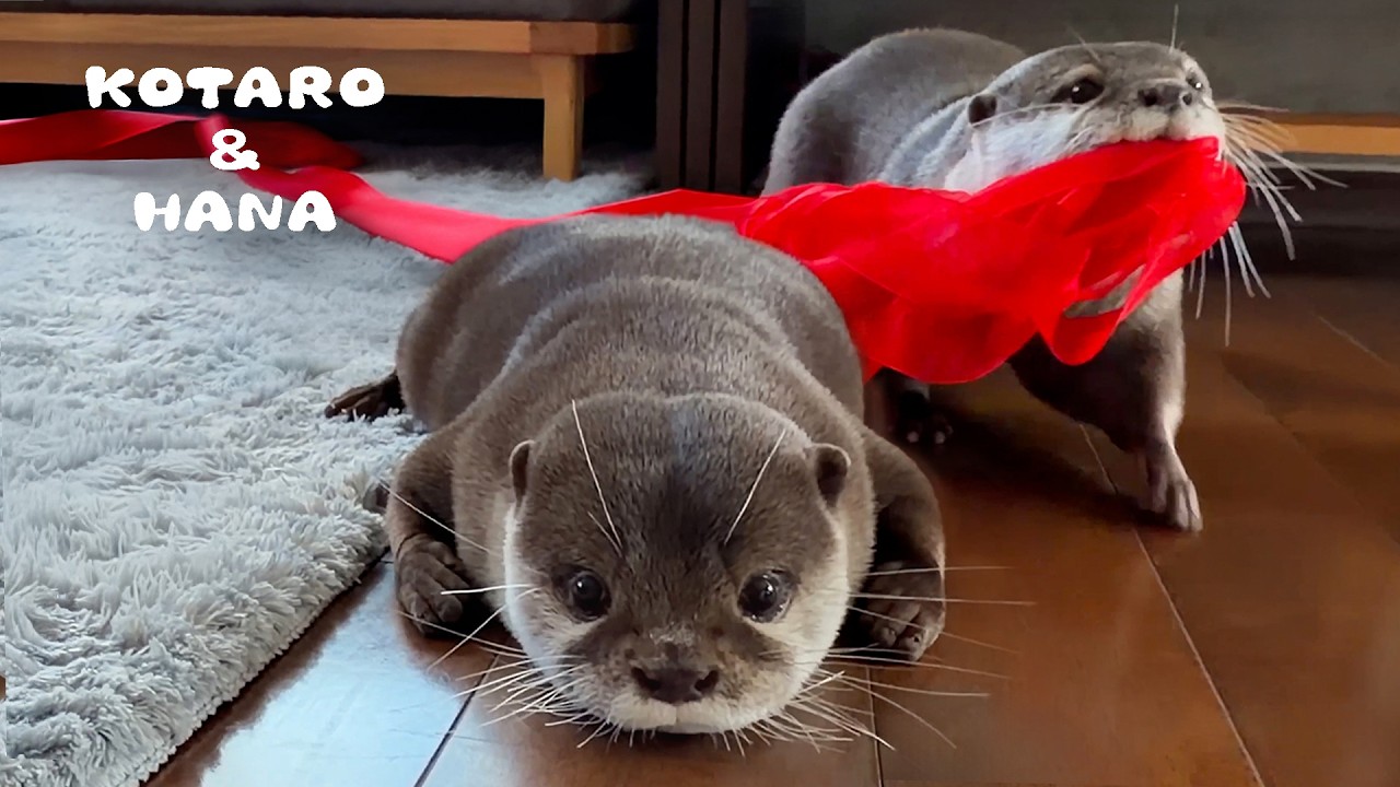 Выдра без ума от своих новых лент!