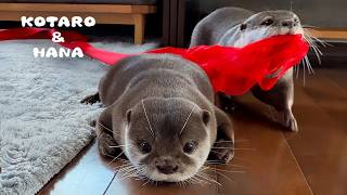 Otter Gets Completely Carried Away with Her New Ribbons