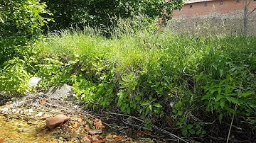 Young ducks climb up a slope