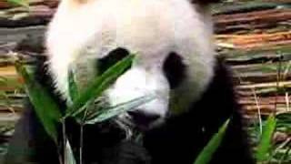 panda in Chengdu eating bamboo