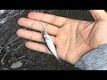 川で小魚の泳がせ釣りをしてみたところ・・・