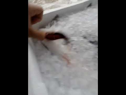 Дикий Сибас крупный - YouTube