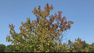 Fall tips from Pat Sullivan