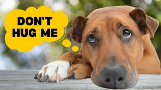 Top 10 Myths About Dogs DEBUNKED by Planet of Predators 451 views 3 months ago 3 minutes, 7 seconds