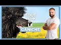 Le chien de race caniche  caractre dressage comportement sant de cette race de chien