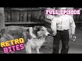 Lassie | Swami | Lassie English Full Episodes  🐕