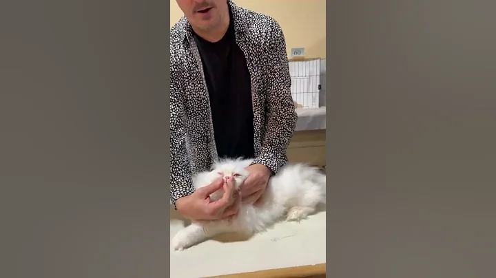 Watch the video about #shorts Amazing Persian from USA 🇺🇸 cat event #cats #catbreeding #persian #catlover